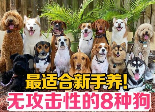凤凰彩票中国官网入口 “无报复性”的8种狗，善良不伤东说念主，最符合生手养!