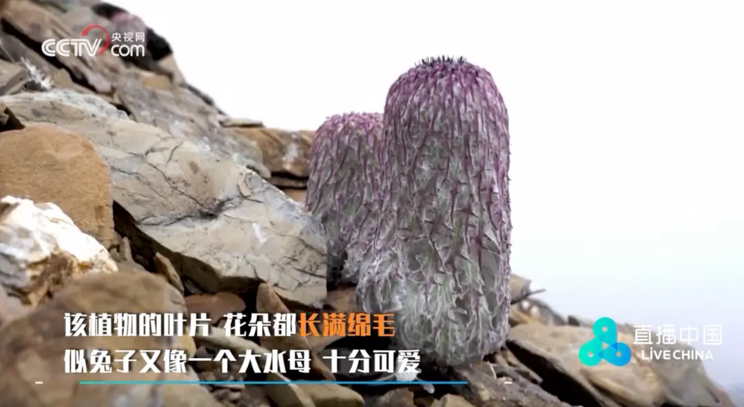 凤凰彩票「中国」有限公司 国度二级保护植物!别碰!别碰!别碰!