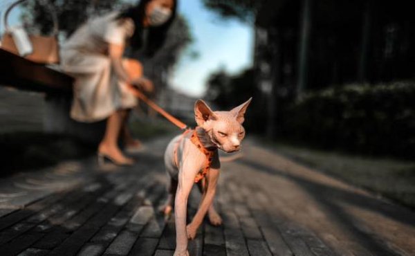 凤凰彩票中国官网入口 为什么女性比男性更心爱宠物?背后的这三个原因让东谈主不得不屈