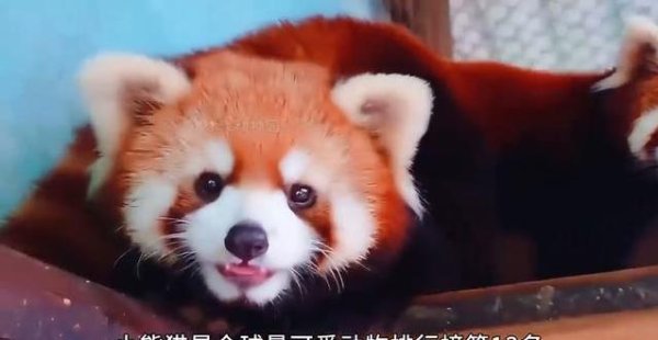 凤凰彩票「中国」有限公司 日吞自己材重三分之一竹子，这种爱好苹果的小生灵到底有多萌